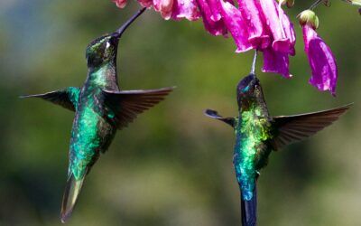 Équilibre managérial en entreprise : un enjeu stratégique pour la performance durable